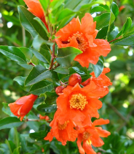 Punica granatum 'Acco'